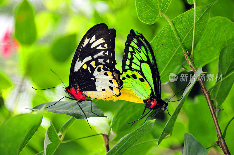 交配蝴蝶(普通鸟翅蝴蝶，Troides helena)